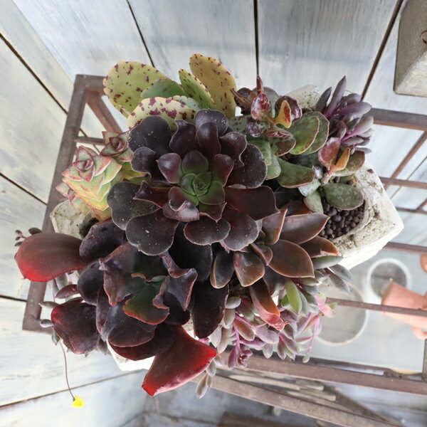 大人の多肉植物 寄せ植え アンティーク風テラコッタ鉢 1点もの エケベリア 多肉 アレンジメント 観葉植物 インテリア 苗 鉢植え お祝い ギフト プレゼント