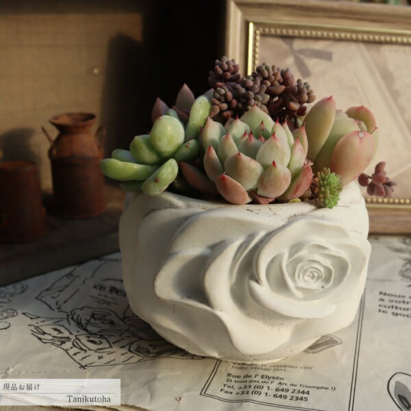 多肉植物 寄せ植え 薔薇の陶器鉢 ホワイトローズ 完成品 1点もの エケベリア 観葉...
