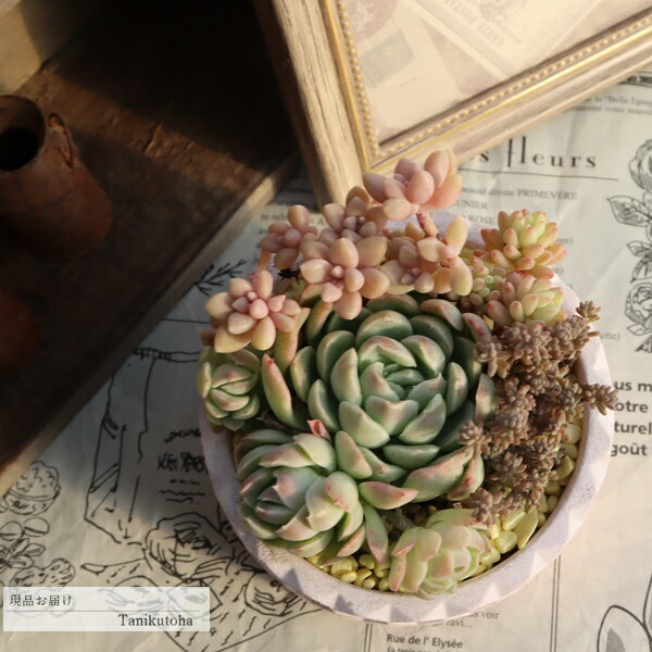 多肉植物 寄せ植え ゴーランド鉢 ラウンドポット ピンク 完成品 1点もの 観葉植物 インテリア 苗 鉢植え おしゃれ お祝い ギフト プレゼント