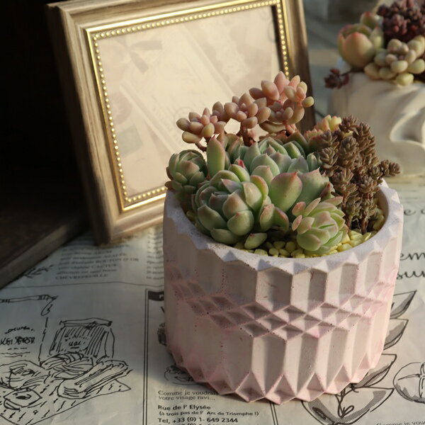 多肉植物 寄せ植え ゴーランド鉢 ラウンドポット ピンク 完成品 1点もの 観葉植物 インテリア 苗 鉢植え おしゃれ お祝い ギフト プレゼント