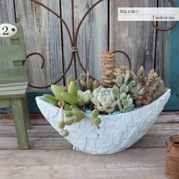 多肉植物 寄せ植え セット 鉢植え 完成品 陶器鉢 植え込み済み そのまま飾れる インテリア 観葉植物 おしゃれ 多肉 苗 名前付き ギフト 母の日 プレゼント お祝い 記念日