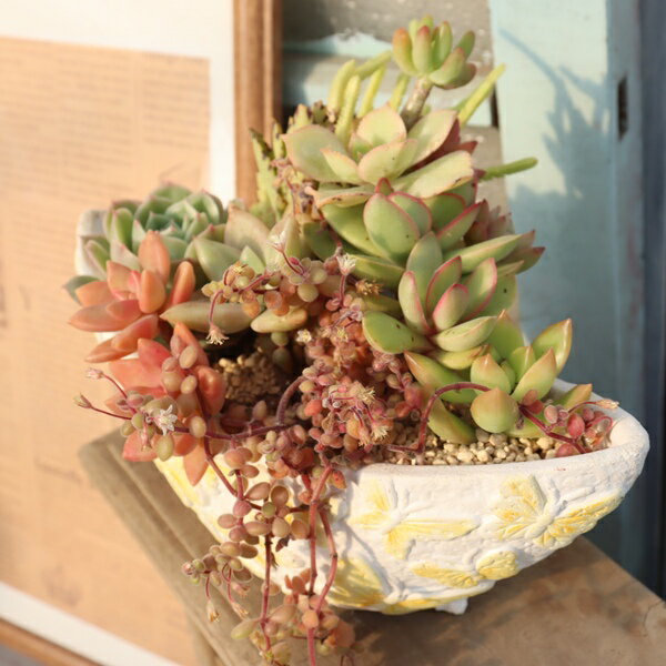 多肉植物 寄せ植え 蝶のレリーフ バタフライ鉢 イエロー 完成品 1点もの エケベリア セダム 観葉植物 インテリア 苗 鉢植え おしゃれ お祝い ギフト プレゼント 春