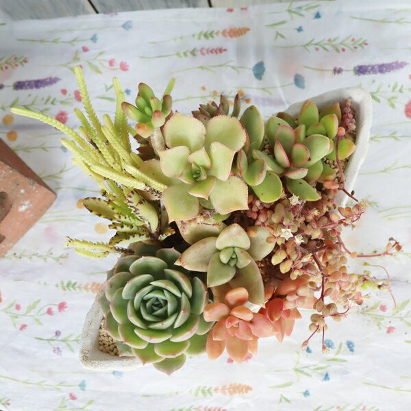 多肉植物 寄せ植え 蝶のレリーフ バタフライ鉢 イエロー 完成品 1点もの エケベリア セダム 観葉植物 インテリア 苗 鉢植え おしゃれ お祝い ギフト プレゼント 春