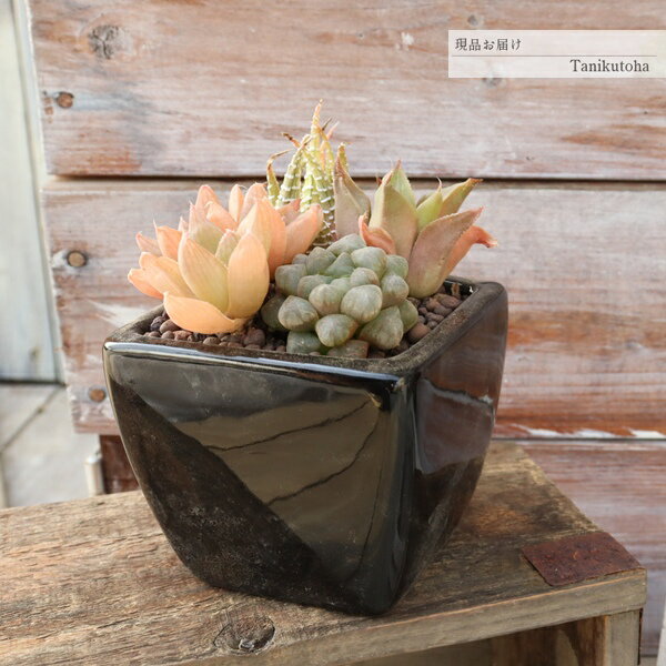 【　おすすめポイント　】 都会的な空間に溶け込む、洗練された植物インテリア 光沢のあるブラックの陶器鉢に、 ハオルチアなど個性的なフォルムの多肉植物をシックに寄せ植えしました。 宝石のような透明感。「砂漠の宝石」とも呼ばれるハオルチアの仲間...