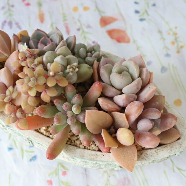 【　おすすめポイント　】 遊び心あふれるカントリーな陶器鉢。 巣にこもるニワトリがワンポイントになった、クラフト感あふれるボート型の鉢。 シャビーシックな加工が施されており、多肉植物のアンティークな質感を引き立てます。 「次はどんな芽が出る...