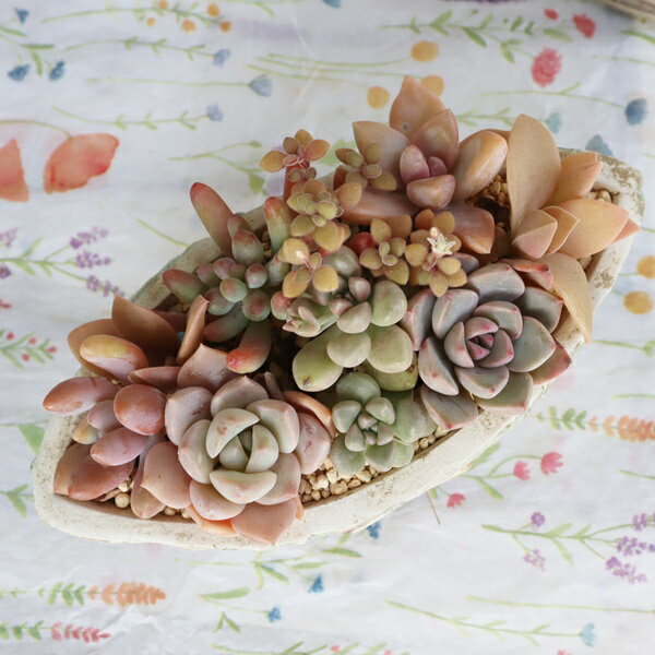 多肉植物 寄せ植え コッコちゃん ニワトリ 鉢 観葉植物 インテリア おしゃれ 可愛い カントリー ギフト プレゼント 誕生日 お祝い 母の日 引越し祝い 苗