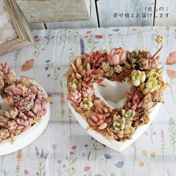 多肉植物寄せ植えハート型白陶器鉢暖...