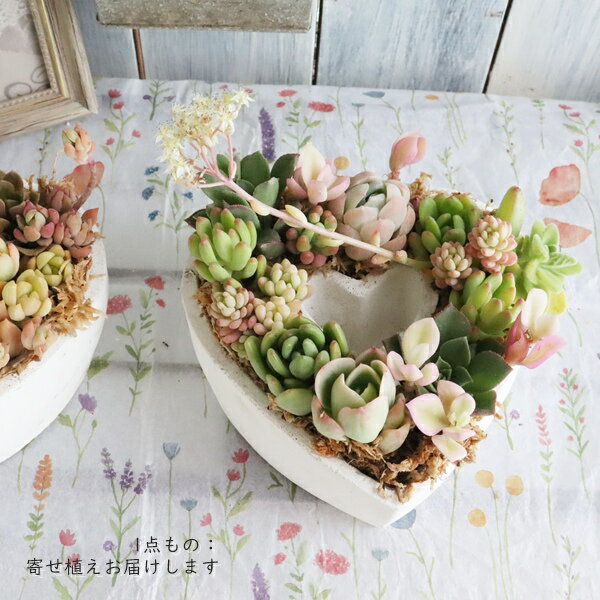 樂天商城 - 多肉植物 寄せ植え ハート型 白陶器鉢 グリーン パステル系 1点もの 寄せ植え 鉢植え 観葉植物 インテリア 苗 セダム 記念日 誕生日 お祝い ギフト プレゼント 贈り物 可愛い おしゃれ 癒やし 室内 屋外 多肉永遠