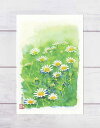 マーガレット ( 恋占い 白い花 水彩画 風景画 ) ★当店オリジナル★【 デイリーランキング 6位入賞 】