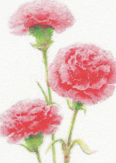 ☆ 楽天ランキング1位入賞 ☆カーネーション ( かわいい ピンク 水彩画 植物画 ) ★当店オリジナル★【 デイリーランキング 1位・ 週間ランキング 3位入賞 】