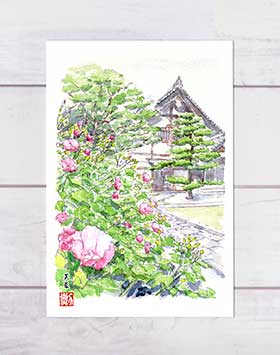 芙蓉 [ 建仁寺 ] ( フヨウ ピンク色 