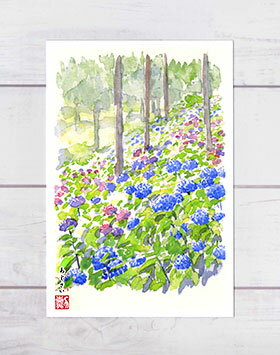 あじさい [ 三室戸寺 ] ( 夏 紫陽花 水彩画 風景画 ) ★当店オリジナル★のサムネイル