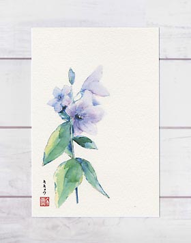 キキョウ1 ( 桔梗 夏のお便り 水彩画 ) ★当店オリジナル★