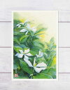 クチナシ ( 梔子 巵子 支子 三大芳香木 香り 水彩画 風景画 ) ★当店オリジナル★