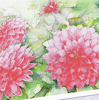 ダリア ( ピンク色 水彩画 風景画 )★当店オリジナル★