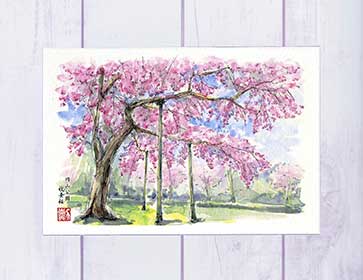 円山公園 枝垂桜 [ 京都の桜 ] ( 春 