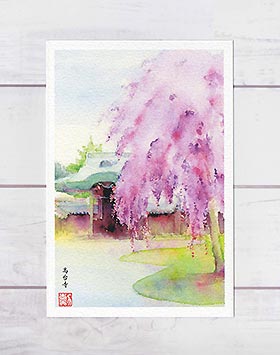 高台寺 [ 京都の桜 ] ( 春 さくら 枝