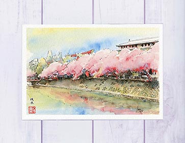 疏水3 [ 京都の桜 ]( 春 さくら 桜並