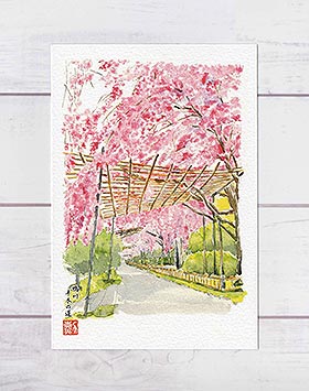 鴨川 半木の道 [ 京都の桜 ] ( 春 桜