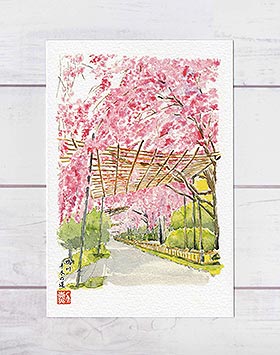 鴨川 半木の道 [ 京都の桜 ] ( 春 桜並木 桜棚 桜のトンネル 枝垂桜 しだれ桜 和風 水彩画 風景画 )★当店オリジナル★