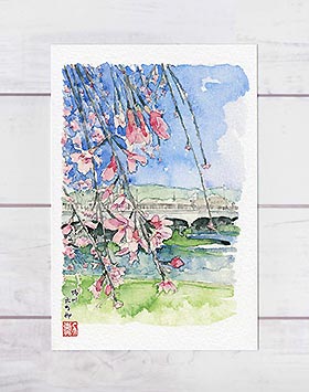 京都の桜 鴨川 出町柳　( 春 さくら 枝垂桜 しだれ桜 和風 水彩画 風景画 )のサムネイル