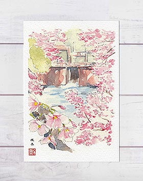 疏水 夷川ダム [ 京都の桜 ]( 春 疏水