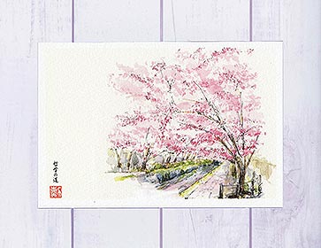 哲学の道2 [ 京都の桜 ]( 春 さくら 