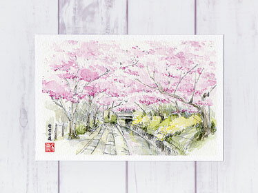 哲学の道3 [ 京都の桜 ]( 春 さくら 