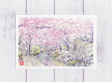 哲学の道10 [ 京都の桜 ]( 春 さくら 