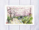 哲学の道5 [ 京都の桜 ]( 春 さくら 疏水 和風 水彩画 風景画 )★当店オリジナル★