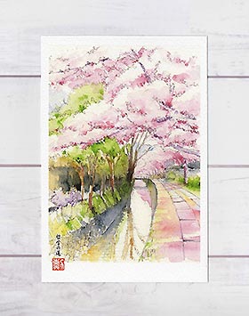 哲学の道12 [ 京都の桜 ] ( 春 さくら 