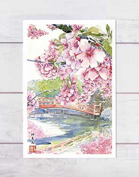神泉苑 [ 京都の桜 ]( 春 さくら 花び