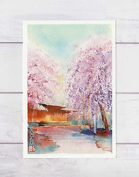 千本釈迦堂 [ 京都の桜 ]( 春 さくら 