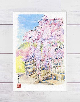 大石神社 [ 京都の桜 ] ( 春 さくら 