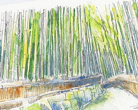 嵐山 竹林2( 夏の緑 竹 爽やか 夏のお便り 和風 京都 水彩画 風景画 )★当店オリジナル★