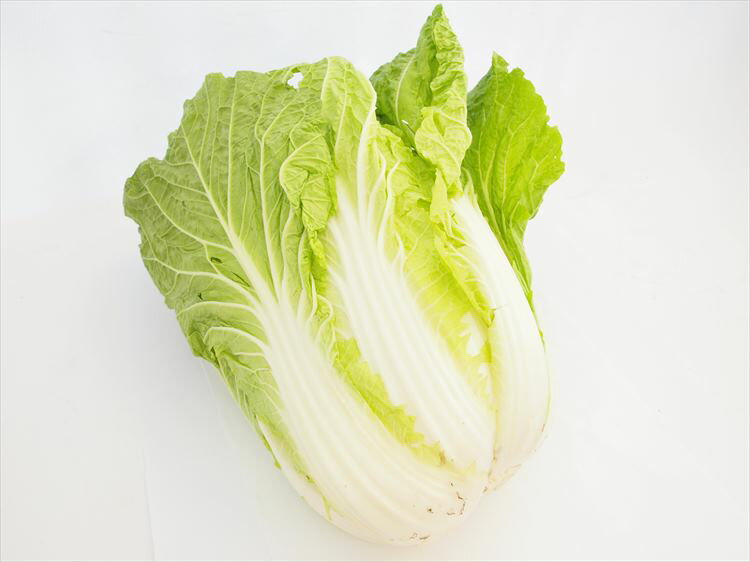 白菜　1株