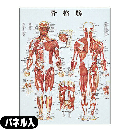 ʶ ѥͥ(SR-116B)smtb-s