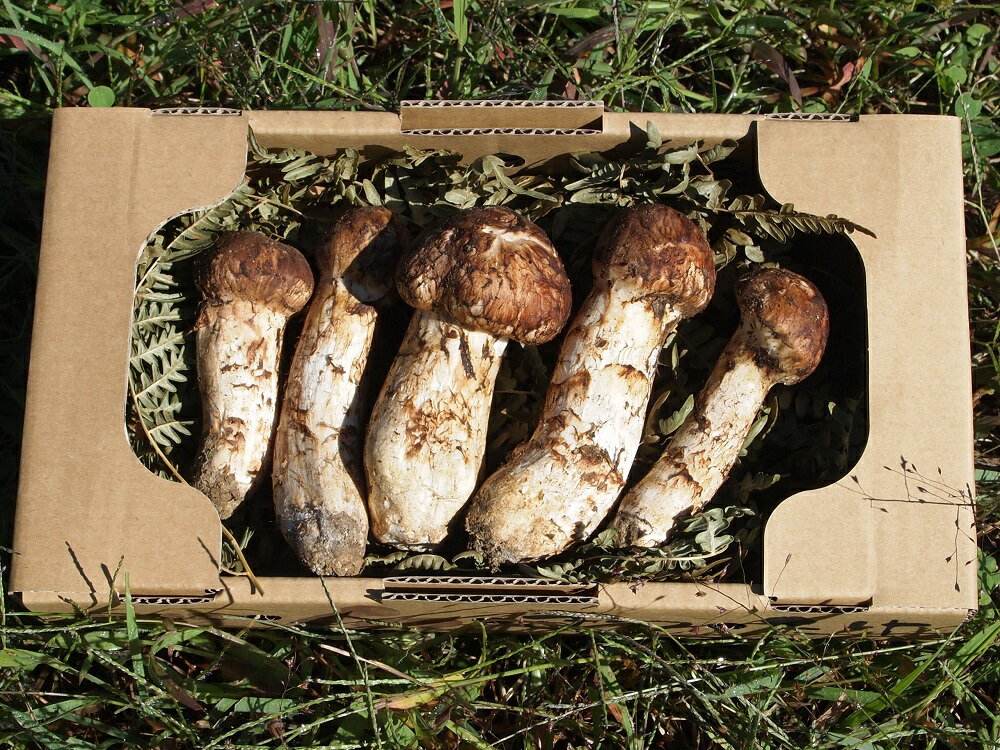 岩手県産松茸200g 国産のサムネイル