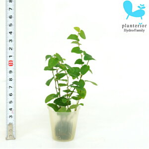 観葉植物 ハイドロカルチャー 苗 プミラ グリーン プチサイズ 1寸