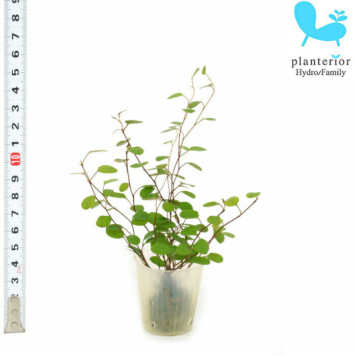 観葉植物 ハイドロカルチャー 苗 ワイヤープランツ プチサイズ 1寸