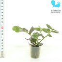 観葉植物 ハイドロカルチャー 苗 トラディスカンチア ラベンダー プチサイズ 1寸