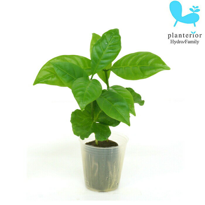 観葉植物 ハイドロカルチャー 苗 コーヒーノキ プチサイズ 1寸