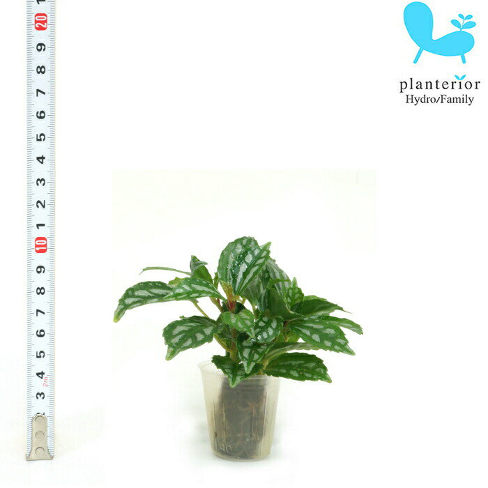 観葉植物 ハイドロカルチャー 苗 ピレア カディエレイ プチサイズ 1寸
