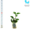 観葉植物 ハイドロカルチャー 苗 ペペロミア プテオラータ プチサイズ 1寸