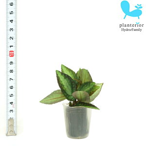 観葉植物 ハイドロカルチャー 苗 ペリオニア プチサイズ 1寸