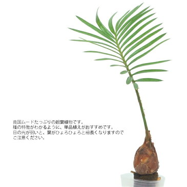 観葉植物 ハイドロカルチャー 苗 ソテツ プチサイズ 1寸