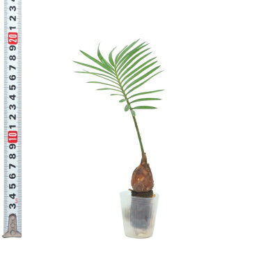 観葉植物 ハイドロカルチャー 苗 ソテツ プチサイズ 1寸