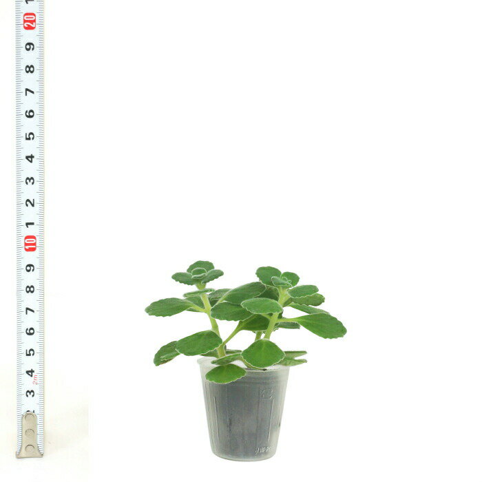 楽天市場 観葉植物 ハイドロカルチャー 苗 アロマティカス キューバ オレガノ プチサイズ １寸 タノシミドリ