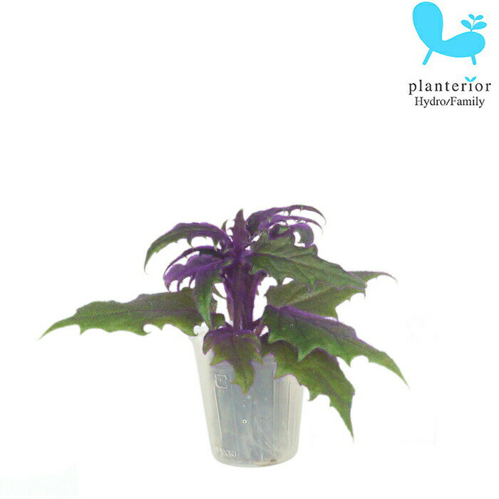 観葉植物 ハイドロカルチャー 苗 ギヌラ プチサイズ 1寸のサムネイル