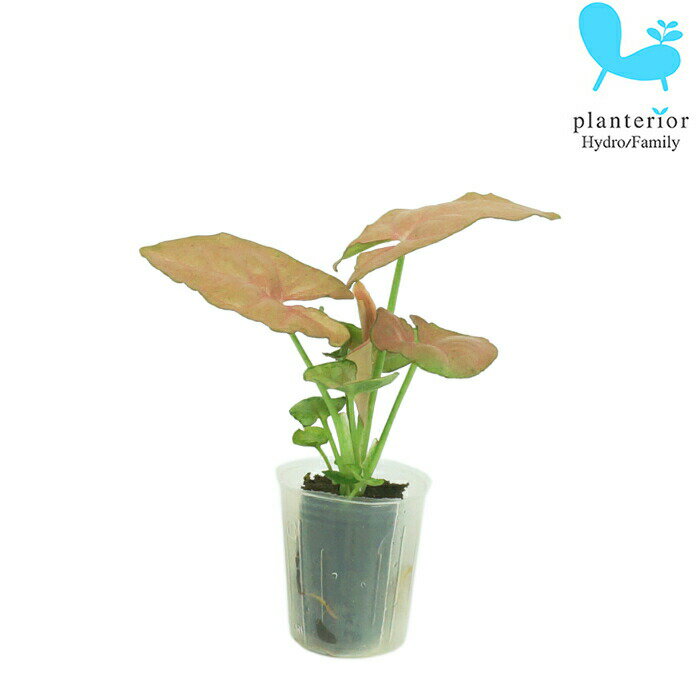 観葉植物 ハイドロカルチャー 苗 シンゴニウム ピンク プチサイズ 1寸のサムネイル